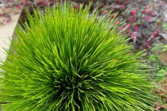 serenity-murray-bridge-lomandra