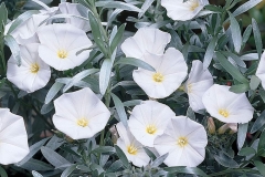 silver-bush