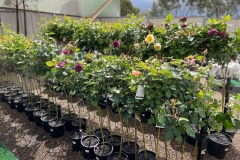 standard-roses-serenity-garden-centre
