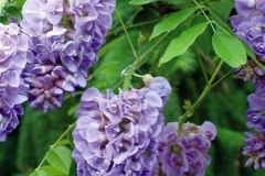 wisteria-amethyst-falls