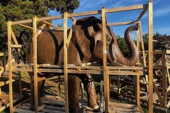 Elephant statues