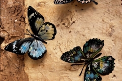 butterfly-wall-decor